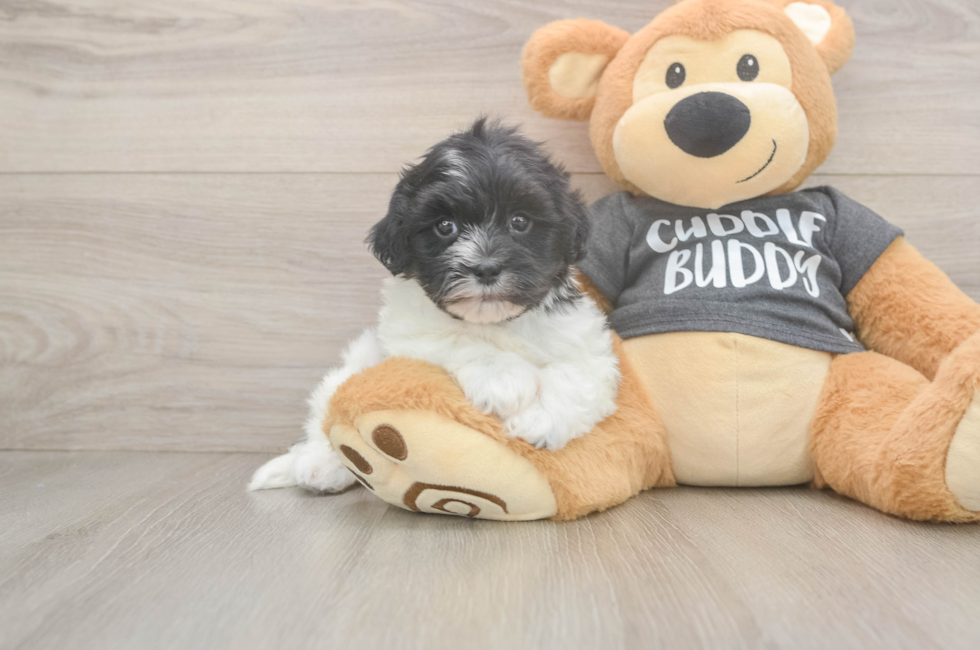 5 week old Havanese Puppy For Sale - Seaside Pups