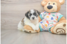 Havanese Puppy for Adoption