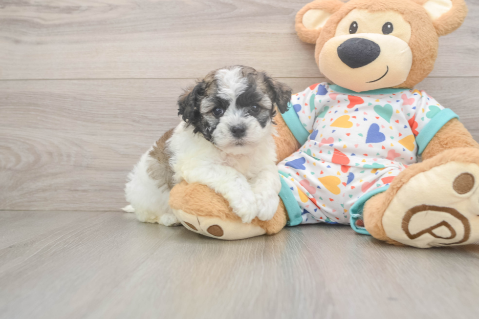Havanese Puppy for Adoption