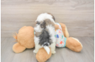 Little Havanese Purebred Pup
