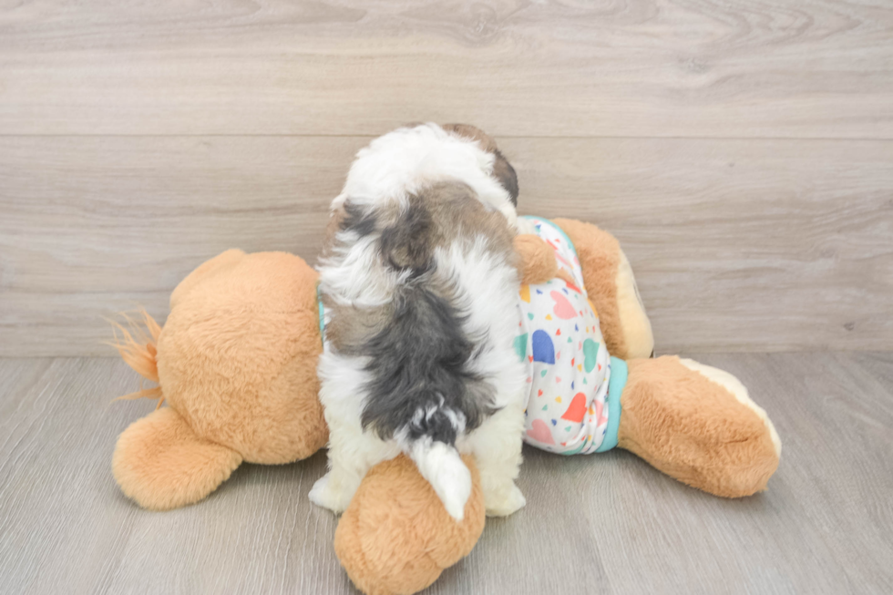Little Havanese Purebred Pup