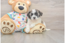 Best Havanese Baby
