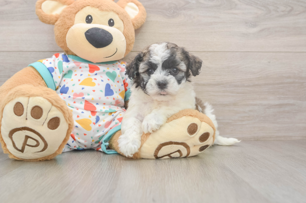 5 week old Havanese Puppy For Sale - Seaside Pups