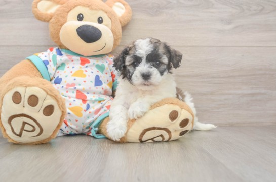 Best Havanese Baby