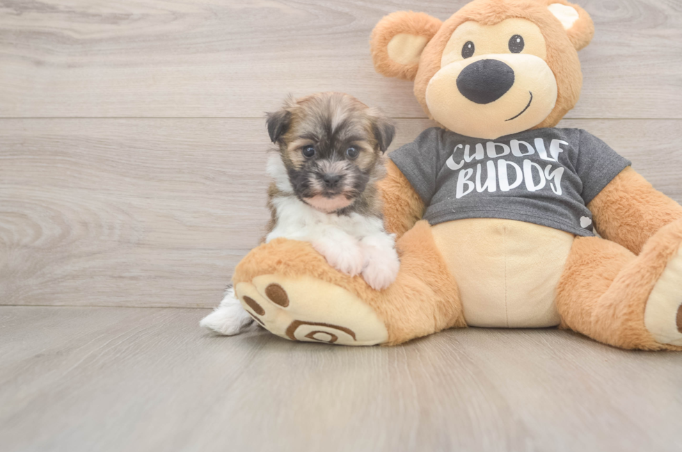 5 week old Havanese Puppy For Sale - Seaside Pups