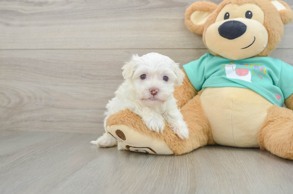 6 week old Havanese Puppy For Sale - Seaside Pups