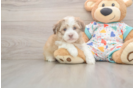 Hypoallergenic Havanese Purebred Pup