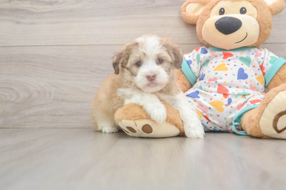 Hypoallergenic Havanese Purebred Pup