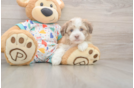 Friendly Havanese Baby
