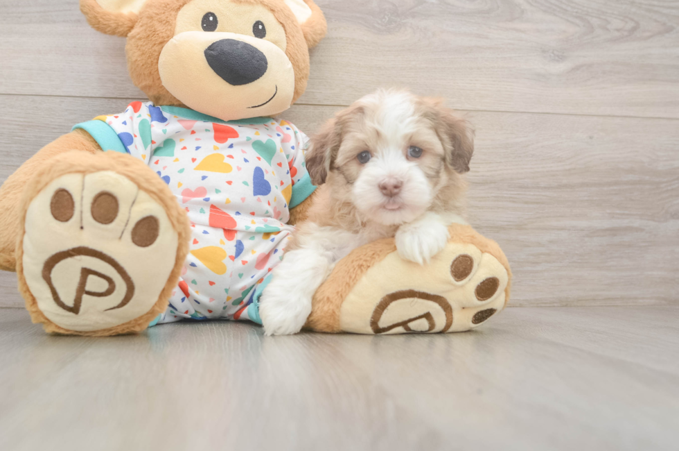 5 week old Havanese Puppy For Sale - Seaside Pups