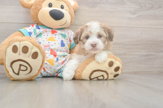 Friendly Havanese Baby
