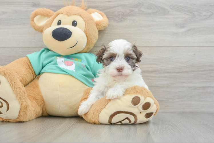 Havanese Puppy for Adoption