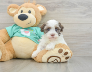 7 week old Havanese Puppy For Sale - Seaside Pups