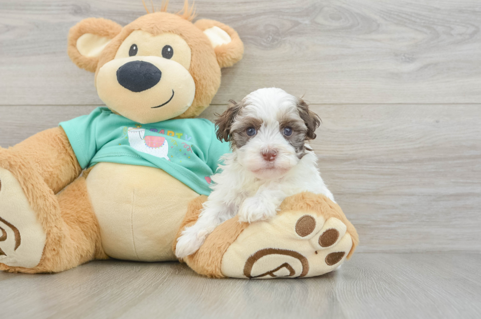 6 week old Havanese Puppy For Sale - Seaside Pups