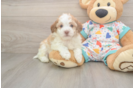 Fluffy Havaneser Purebred Puppy