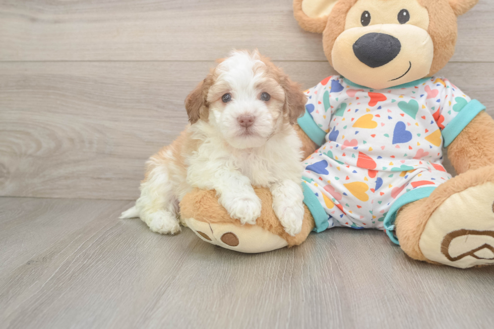 Fluffy Havaneser Purebred Puppy