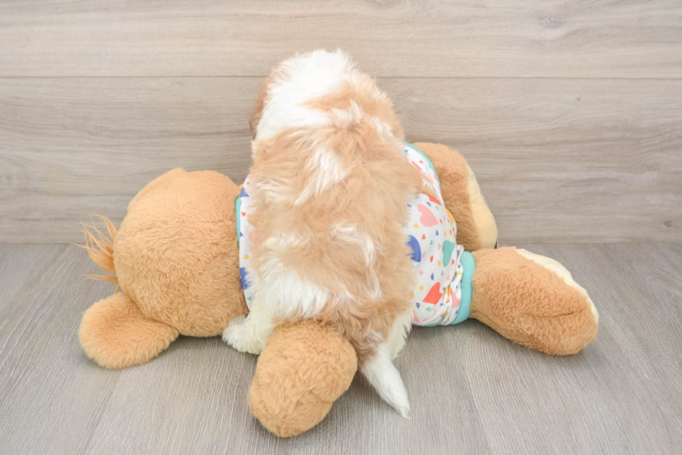 Funny Havanese Baby