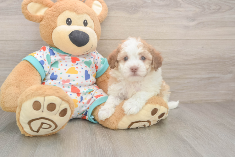Best Havanese Baby