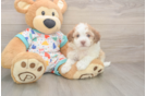 Best Havanese Baby