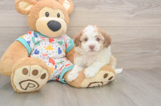 Best Havanese Baby