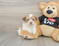 5 week old Havanese Puppy For Sale - Seaside Pups