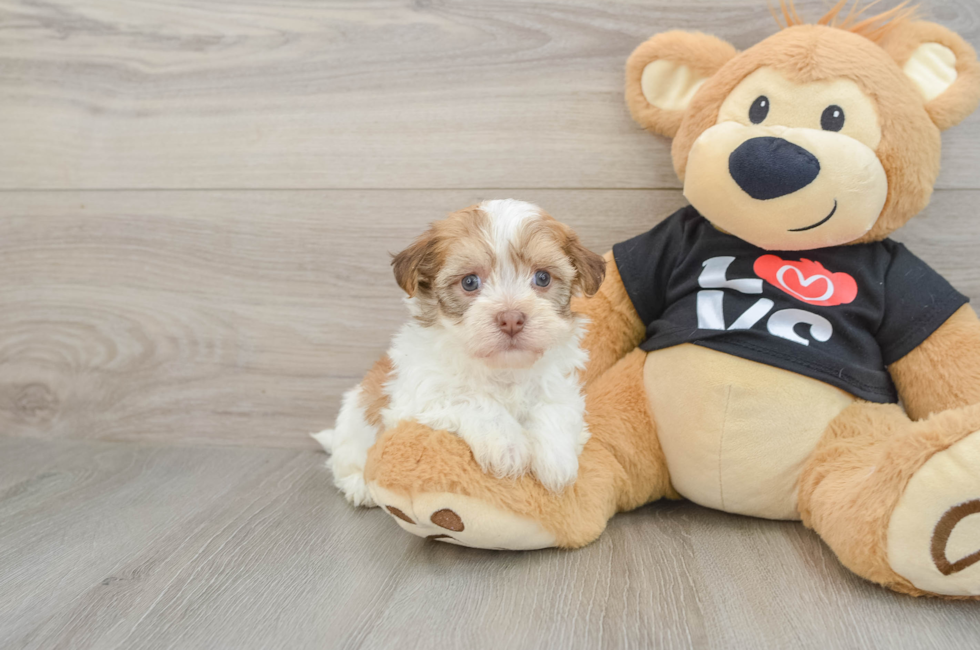 5 week old Havanese Puppy For Sale - Seaside Pups