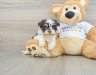 5 week old Havanese Puppy For Sale - Seaside Pups