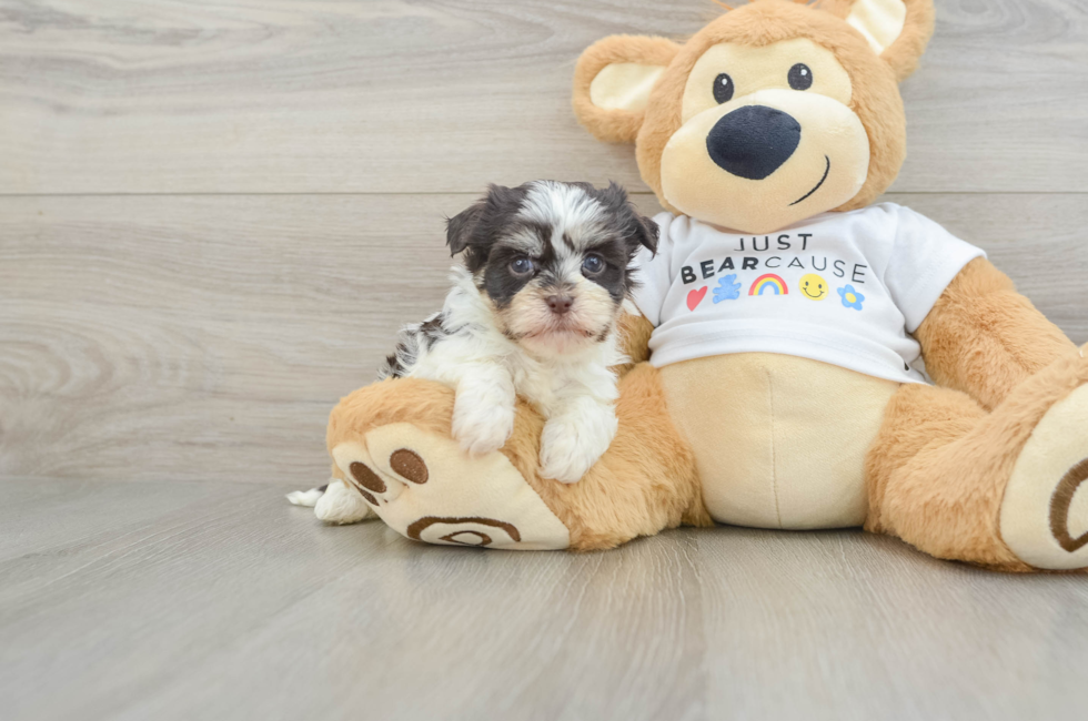 6 week old Havanese Puppy For Sale - Seaside Pups