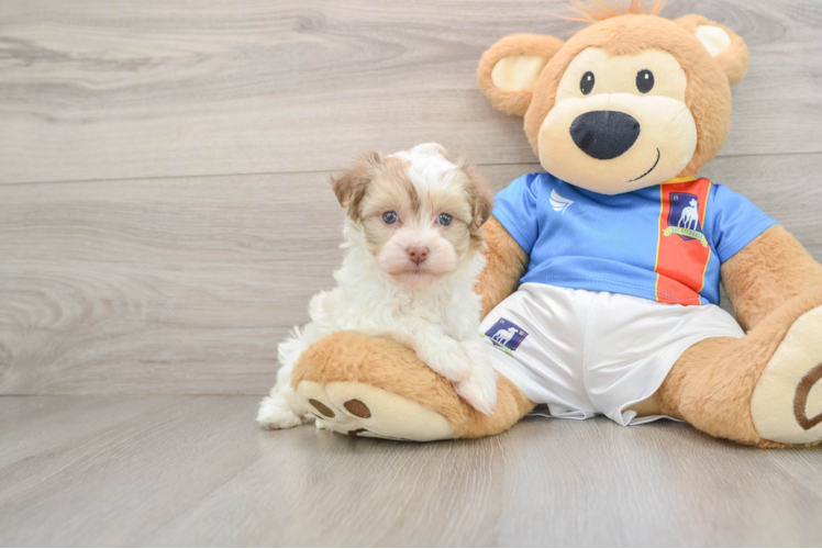 Cute Havanese Cuban Bichon Purebred Puppy