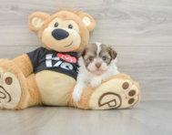 5 week old Havanese Puppy For Sale - Seaside Pups