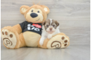 Hypoallergenic Havanese Baby