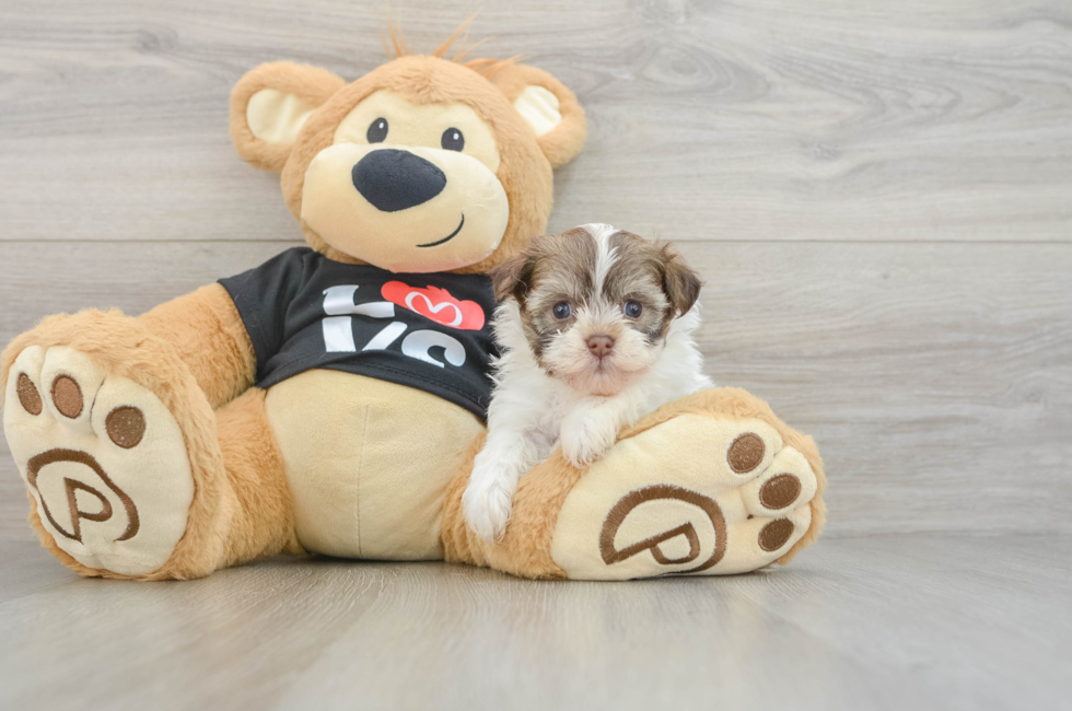 5 week old Havanese Puppy For Sale - Seaside Pups