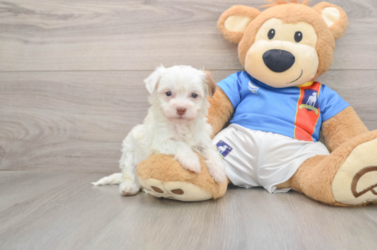 Friendly Havanese Purebred Pup