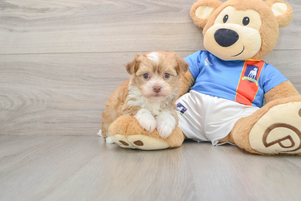 Cute Havanezer Purebred Puppy