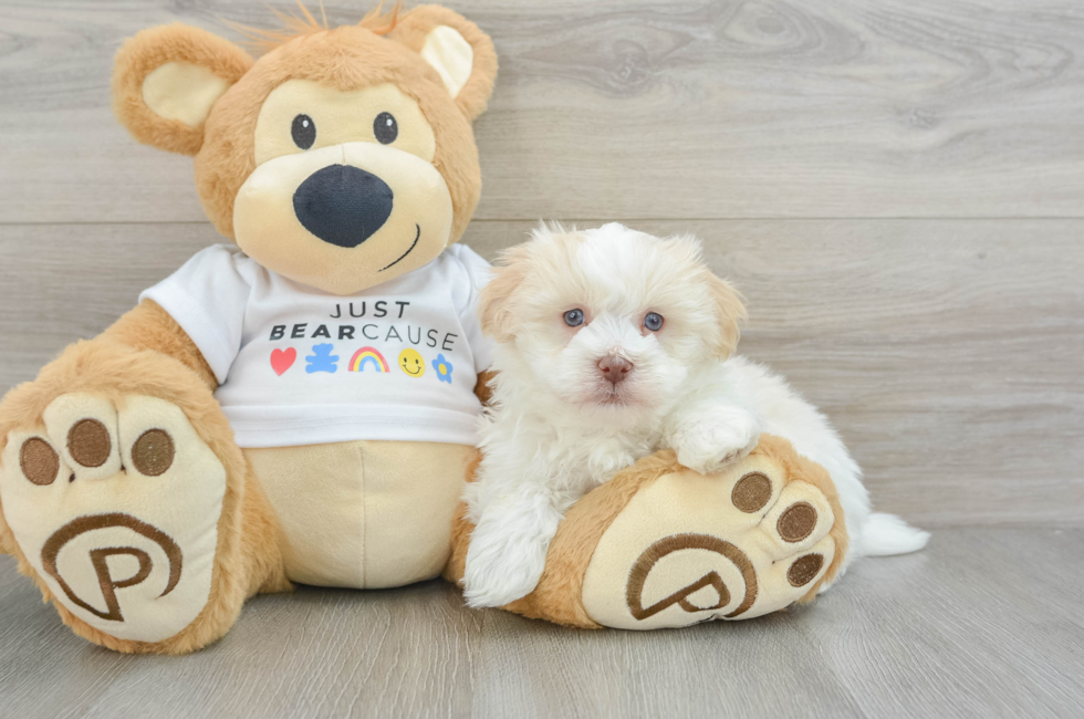 6 week old Havanese Puppy For Sale - Seaside Pups