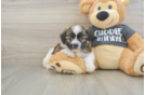 Havanese Puppy for Adoption