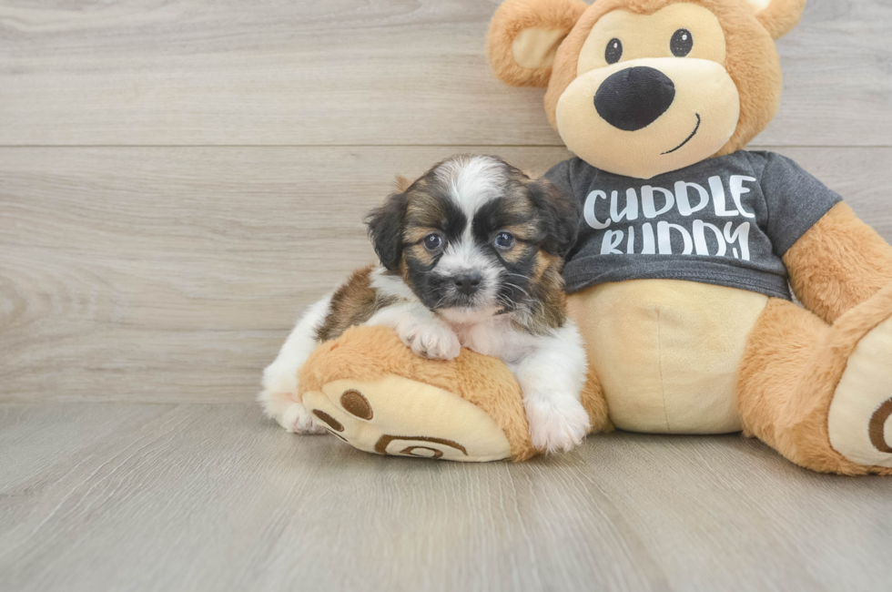5 week old Havanese Puppy For Sale - Seaside Pups