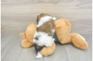 Best Havanese Baby