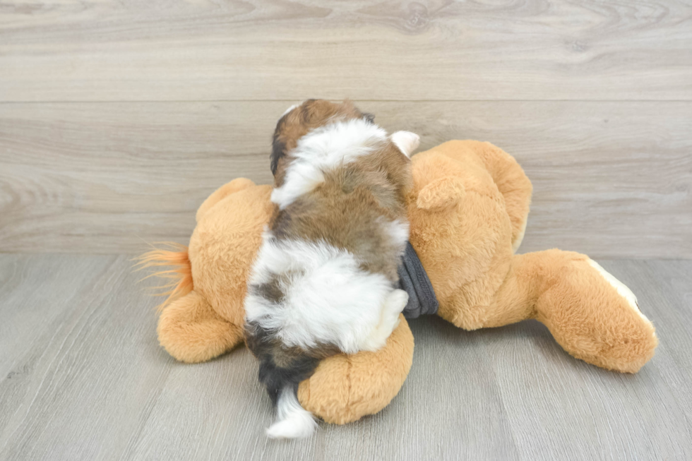 Best Havanese Baby