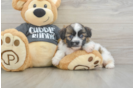 Little Havanese Purebred Pup