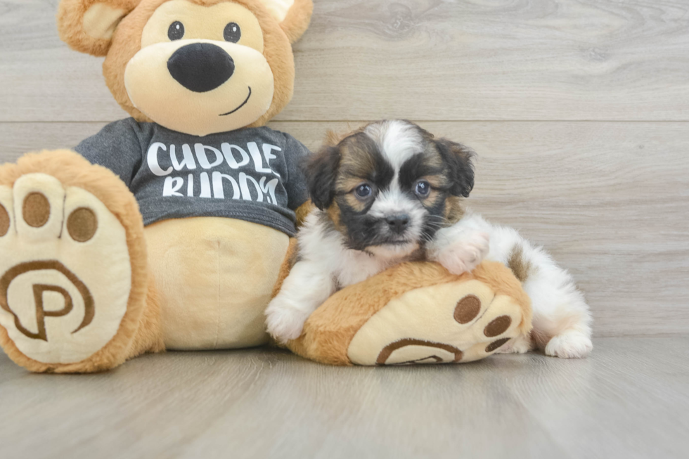 Little Havanese Purebred Pup
