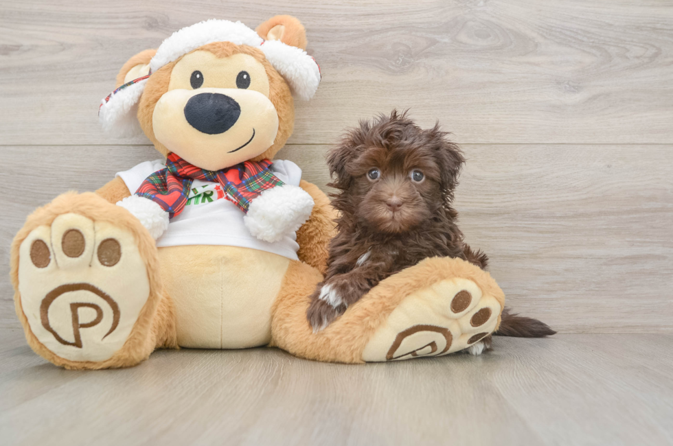 5 week old Havanese Puppy For Sale - Seaside Pups