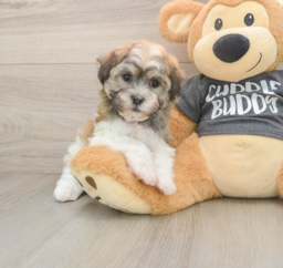 6 week old Havanese Puppy For Sale - Seaside Pups