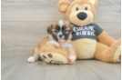 Energetic Bichon Havanes Purebred Puppy