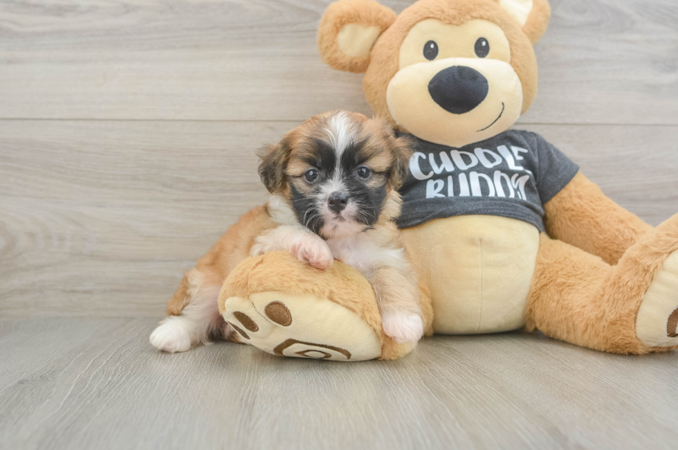5 week old Havanese Puppy For Sale - Seaside Pups