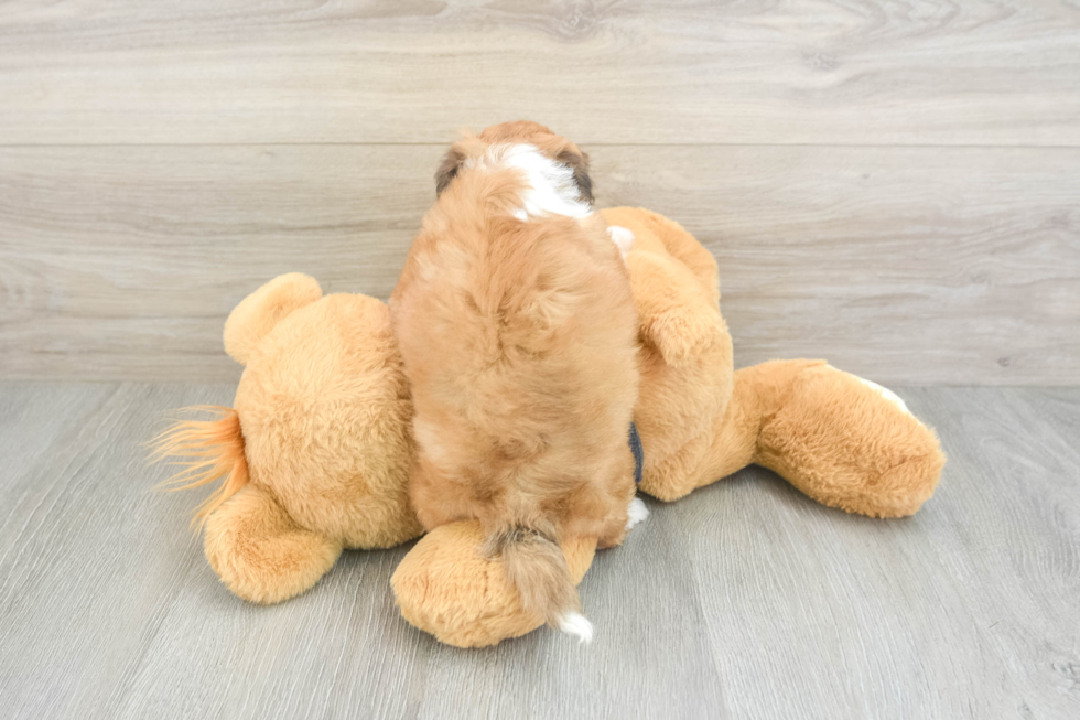 Hypoallergenic Havanese Purebred Pup
