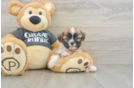 Little Havanese Baby