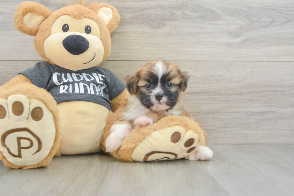 Little Havanese Baby