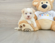 5 week old Havanese Puppy For Sale - Seaside Pups