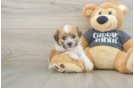 Little Havanese Purebred Pup